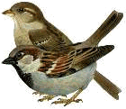 Spatzen